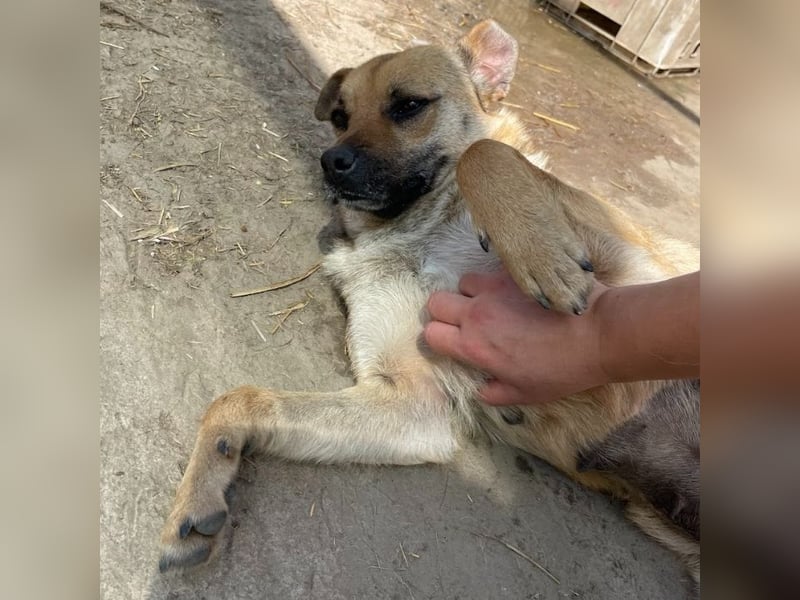 Mia - Schmusebacke ❤️