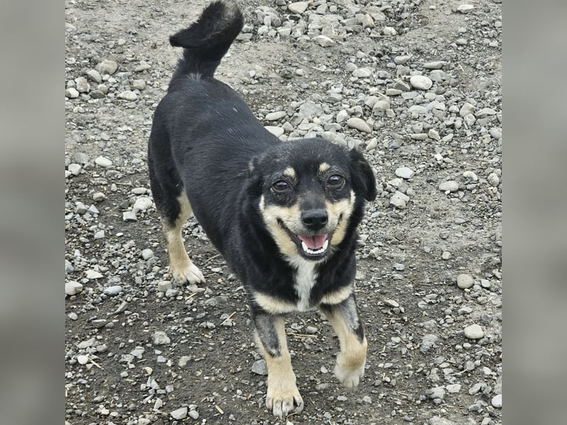 Kleine Hündin Bijou sucht Familie (D/LUX/CH)