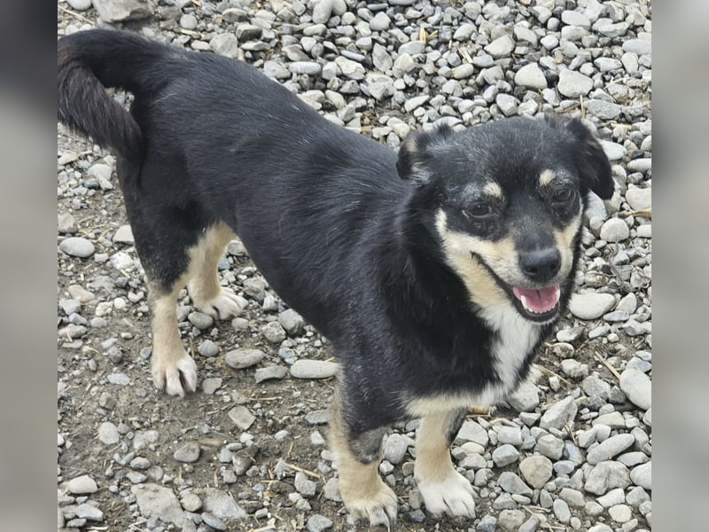 Kleine Hündin Bijou sucht Familie (D/LUX/CH)