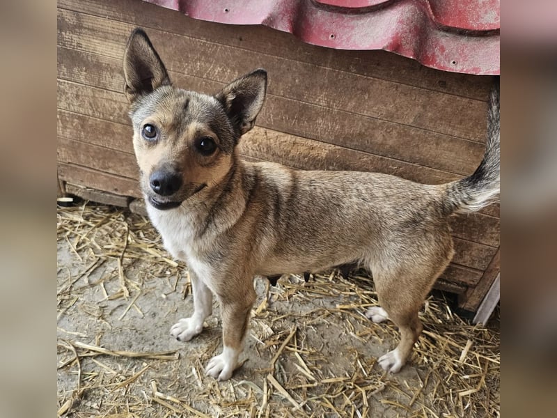 Kaylie - kleine, fürsorgliche Mama sucht ruhiges Zuhause