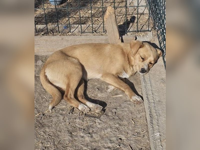 Lieber, kleiner Junghund Albert sucht Körbchen