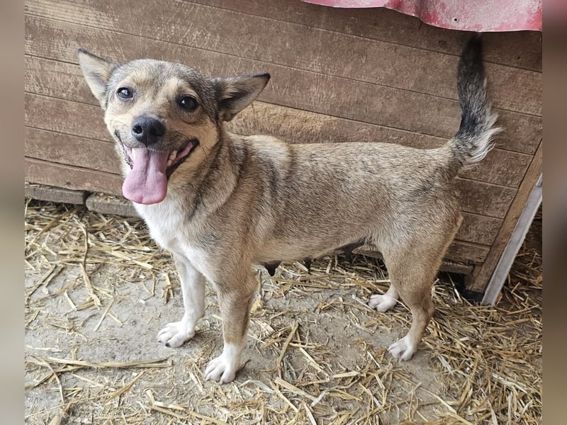 Kaylie - kleine, fürsorgliche Mama sucht ruhiges Zuhause