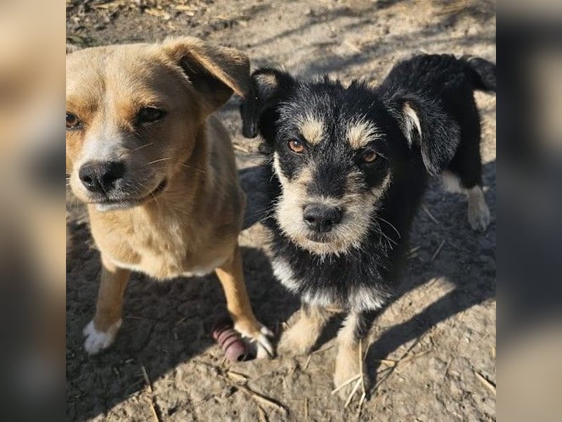 Kleiner, junger Rusty sucht liebevolles Zuhause (D/CH/LUX)