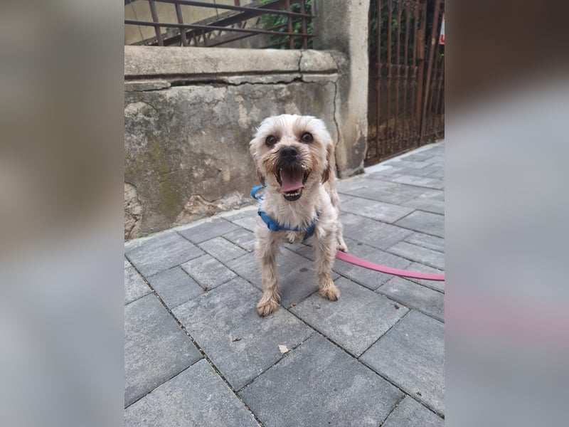 Kleine Ziva, gerettet von der Straße