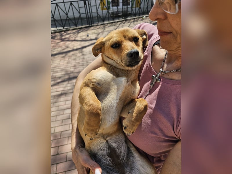 Supersüßes, kleines Welpenmädchen Bonnie