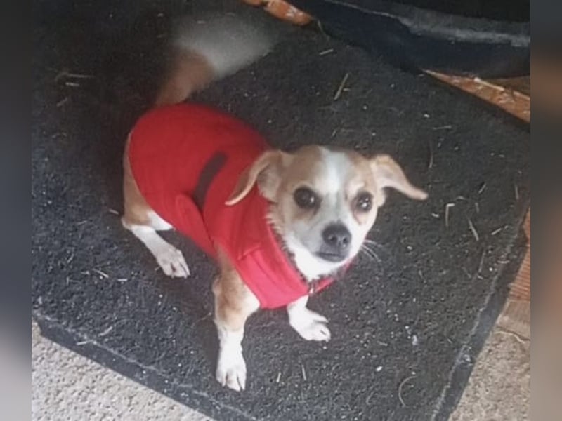 Kleines Welpenmädchen Dolly sucht Zuhause