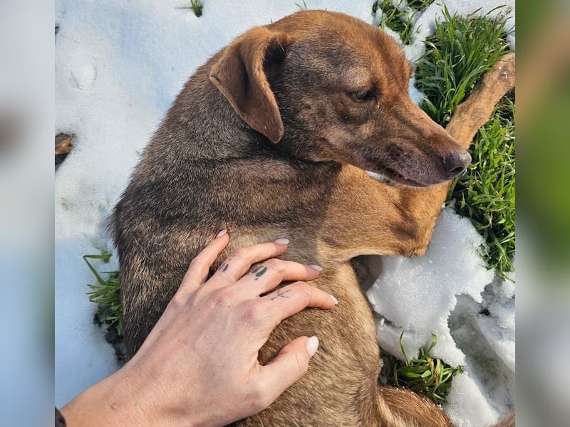 Welpenmädchen Sophie sucht liebevolle Familie