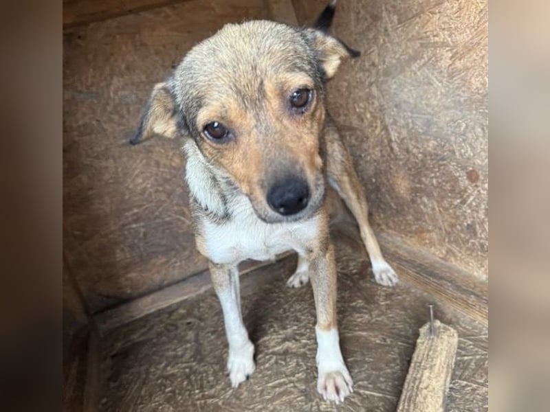 Kaylie - kleine, fürsorgliche Mama sucht ruhiges Zuhause