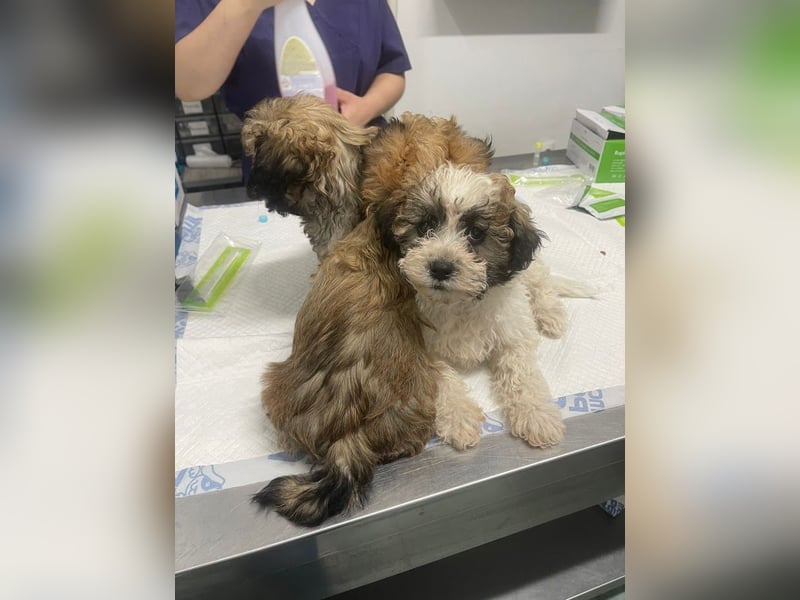 Der kleine Porto sucht ein Zuhause