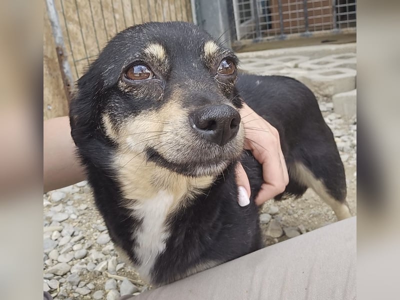 Kleine Hündin Bijou sucht Familie (D/LUX/CH)