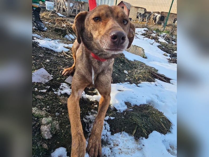 Welpenmädchen Sophie sucht liebevolle Familie
