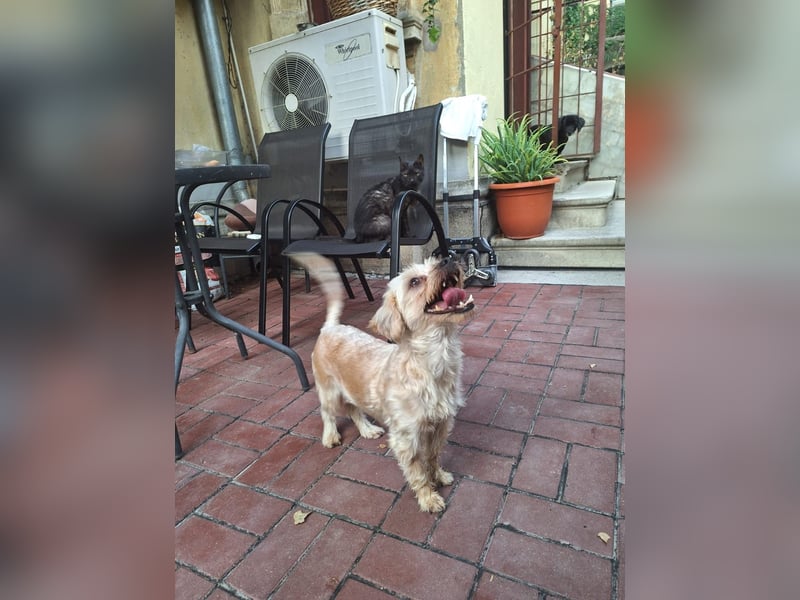 Kleine Ziva, gerettet von der Straße