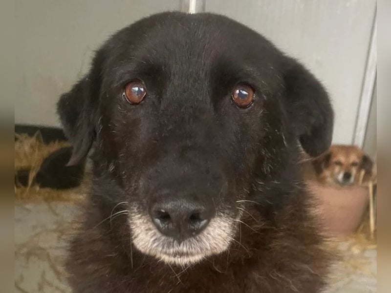 Moustache - perfekt für Familien oder Senioren