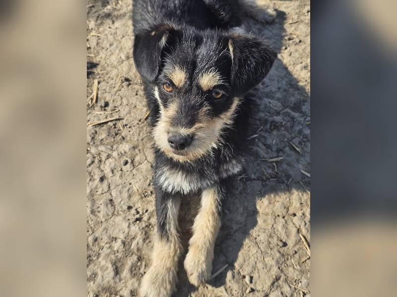 Kleiner, junger Rusty sucht liebevolles Zuhause (D/CH/LUX)