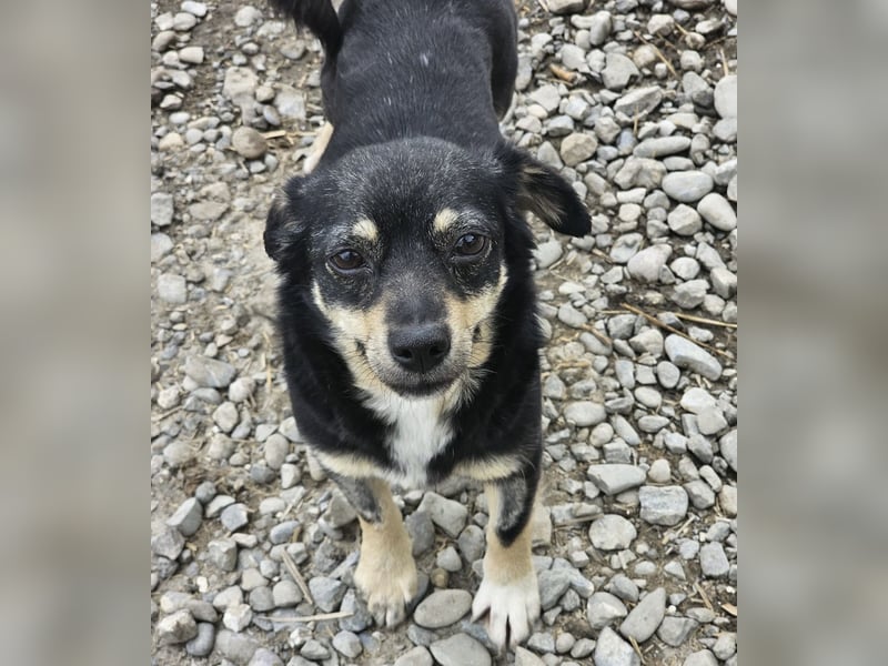Kleine Hündin Bijou sucht Familie (D/LUX/CH)