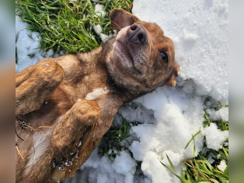Welpenmädchen Sophie sucht liebevolle Familie