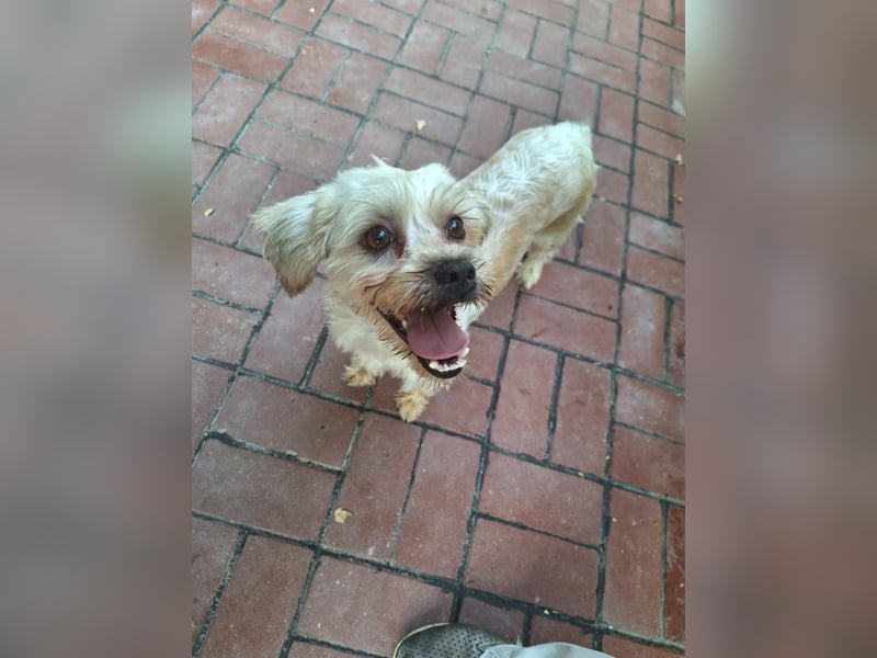 Kleine Ziva, gerettet von der Straße