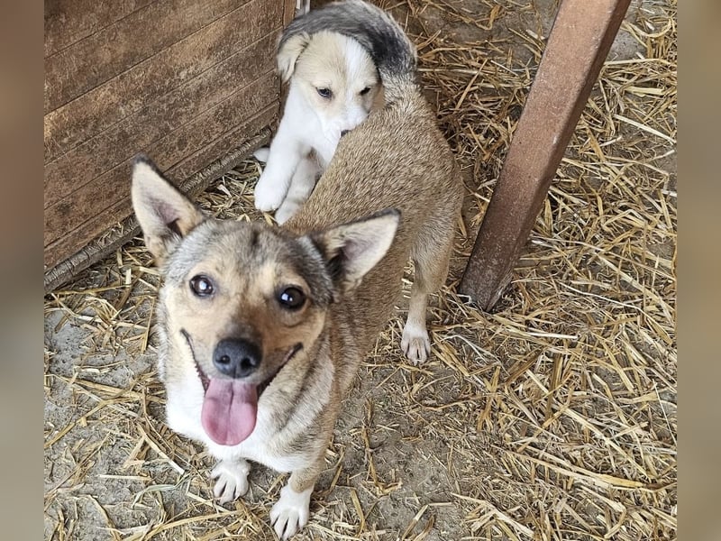 Kaylie - kleine, fürsorgliche Mama sucht ruhiges Zuhause
