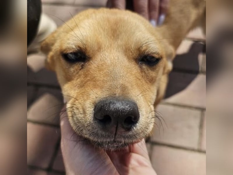 Supersüßes, kleines Welpenmädchen Bonnie