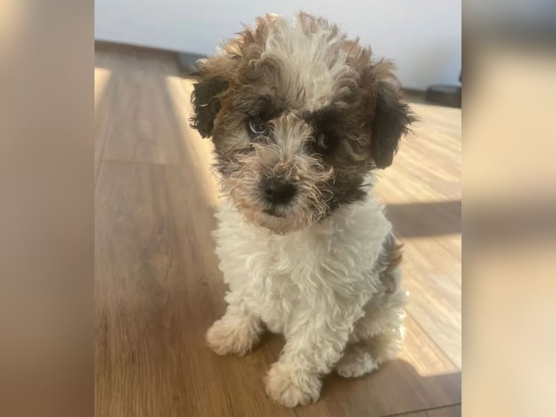 Der kleine Porto sucht ein Zuhause