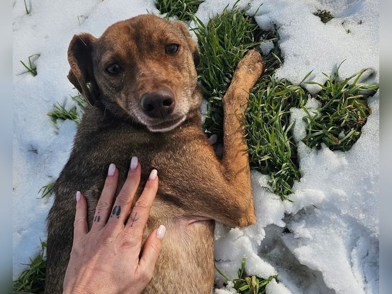 Welpenmädchen Sophie sucht liebevolle Familie