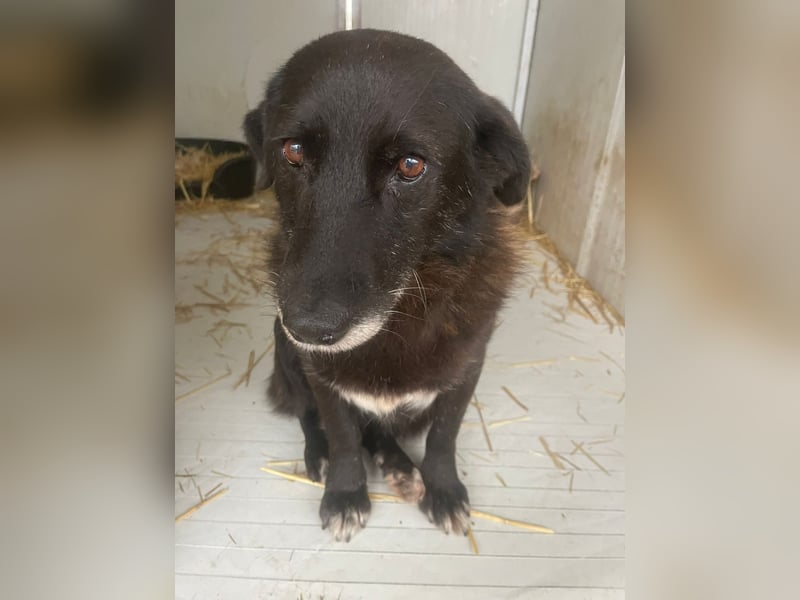 Moustache - perfekt für Familien oder Senioren