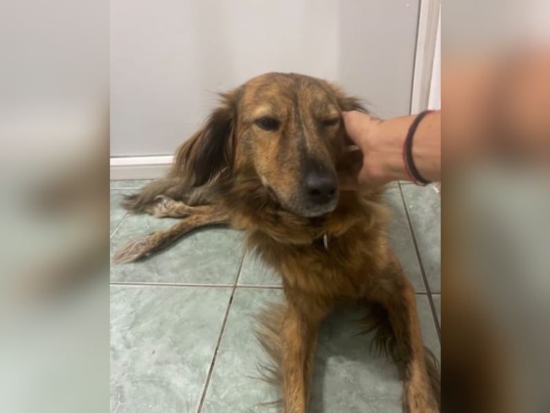 Lola - fröhliches Rollimädchen