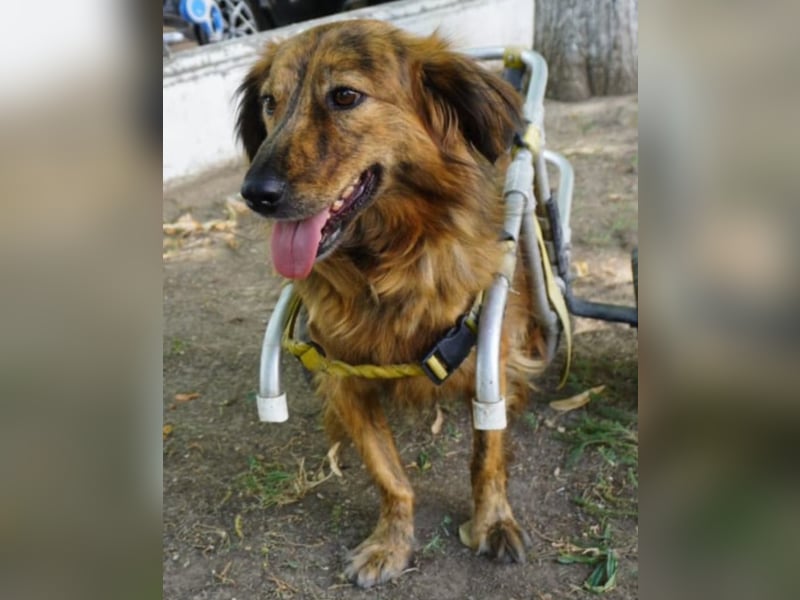 Lola - fröhliches Rollimädchen