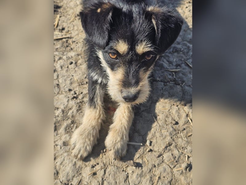 Kleiner, junger Rusty sucht liebevolles Zuhause (D/CH/LUX)