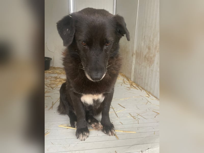Moustache - perfekt für Familien oder Senioren