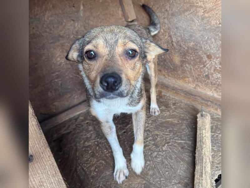 Kaylie - kleine, fürsorgliche Mama sucht ruhiges Zuhause