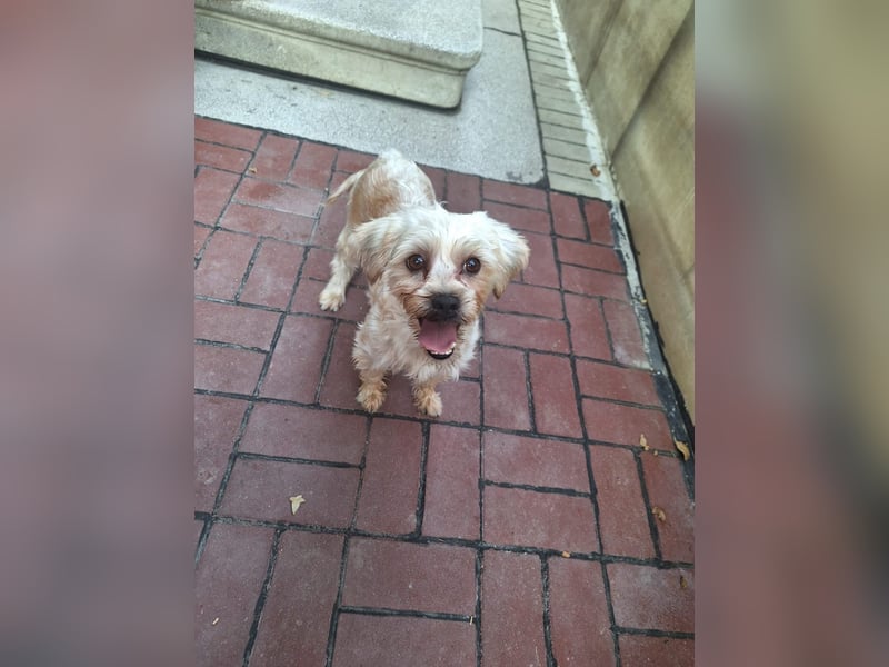 Kleine Ziva, gerettet von der Straße