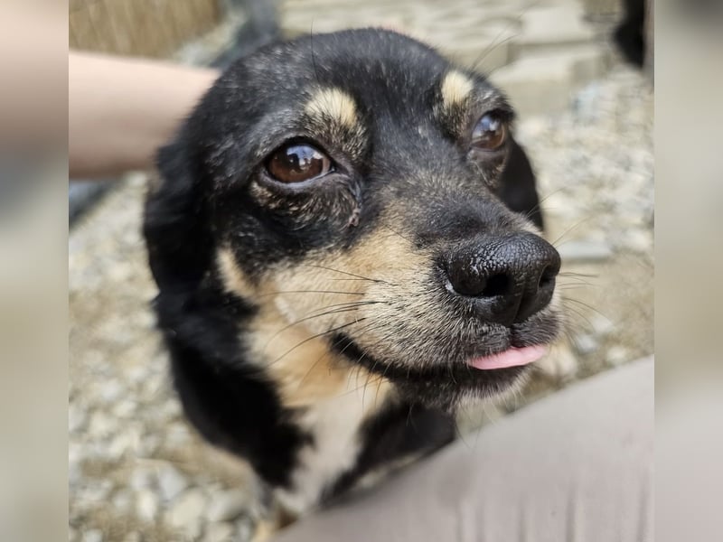 Kleine Hündin Bijou sucht Familie (D/LUX/CH)