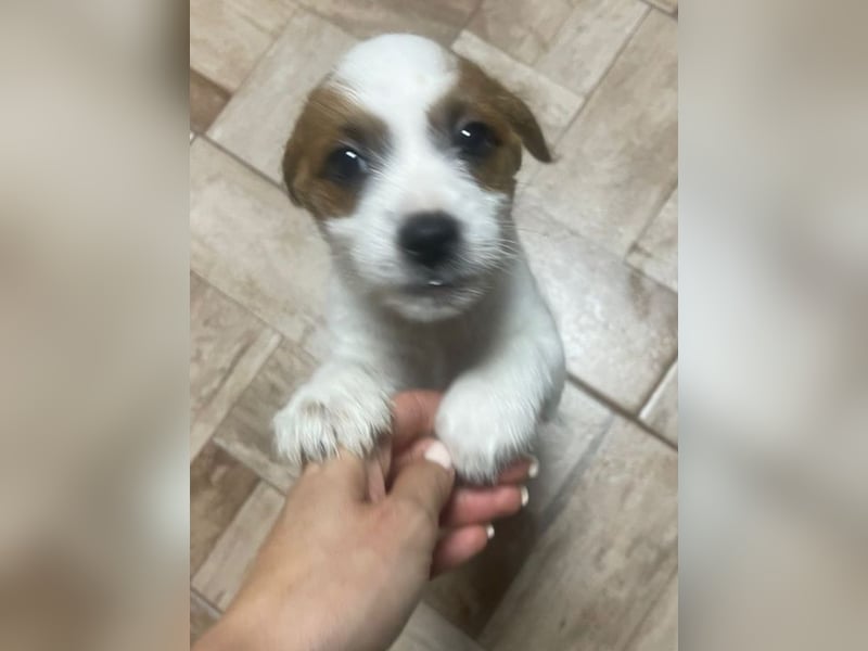 Kleinbleibender Flou sucht sein Zuhause (D/CH/LUX)