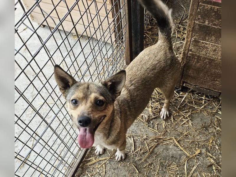 Kaylie - kleine, fürsorgliche Mama sucht ruhiges Zuhause