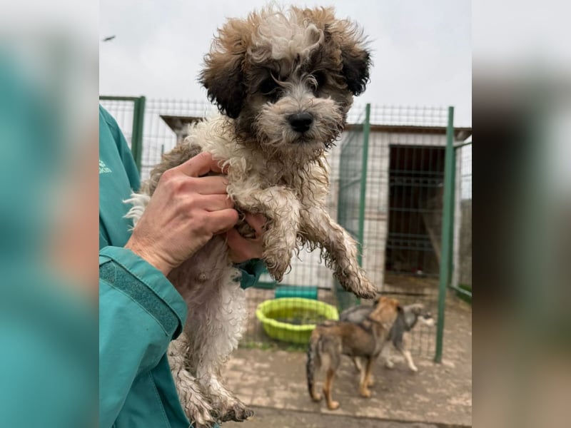 Der kleine Porto sucht ein Zuhause