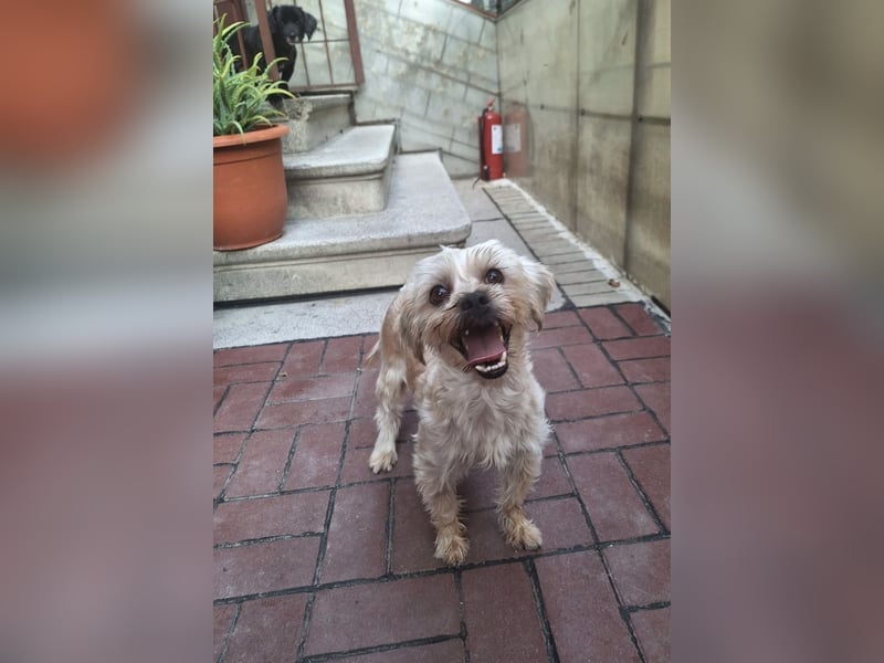 Kleine Ziva, gerettet von der Straße