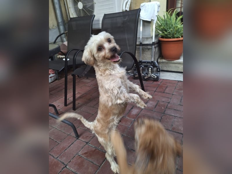 Kleine Ziva, gerettet von der Straße