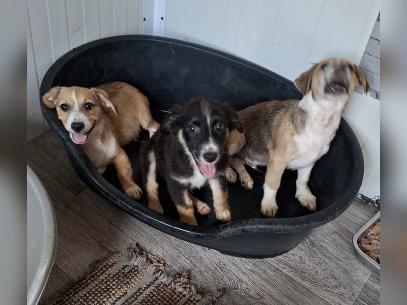 Sanfter Welpenbub Toby sucht Zuhause (in D oder LUX)