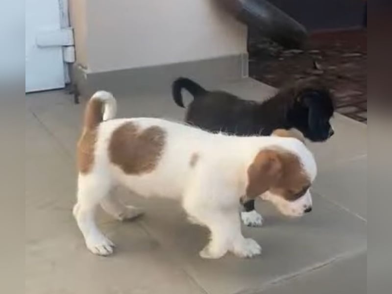 Kleinbleibender Flou sucht sein Zuhause (D/CH/LUX)