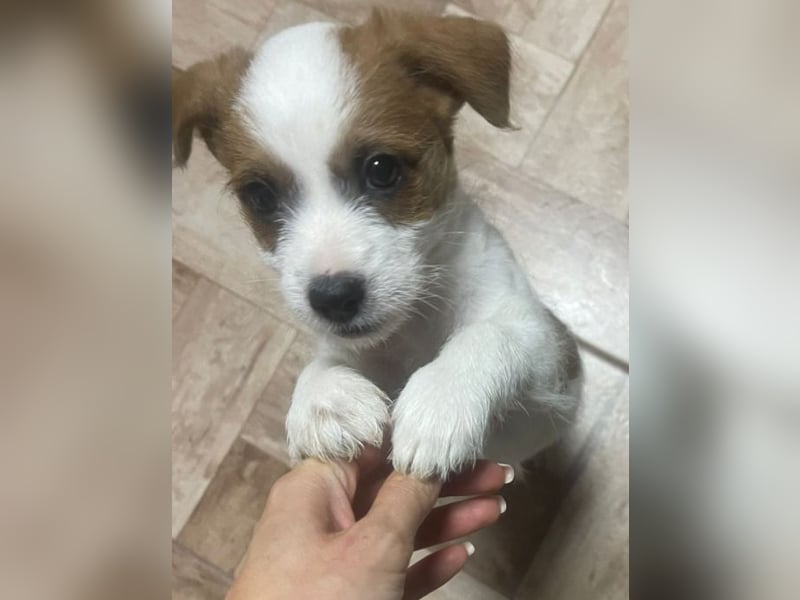 Kleinbleibender Flou sucht sein Zuhause (D/CH/LUX)