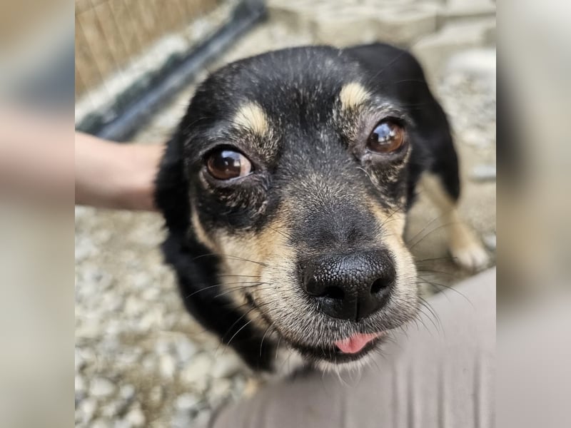 Kleine Hündin Bijou sucht Familie (D/LUX/CH)