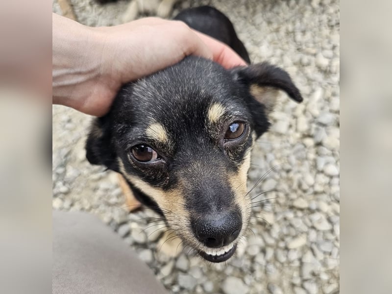 Kleine Hündin Bijou sucht Familie (D/LUX/CH)