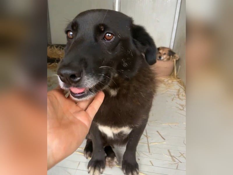 Moustache - perfekt für Familien oder Senioren