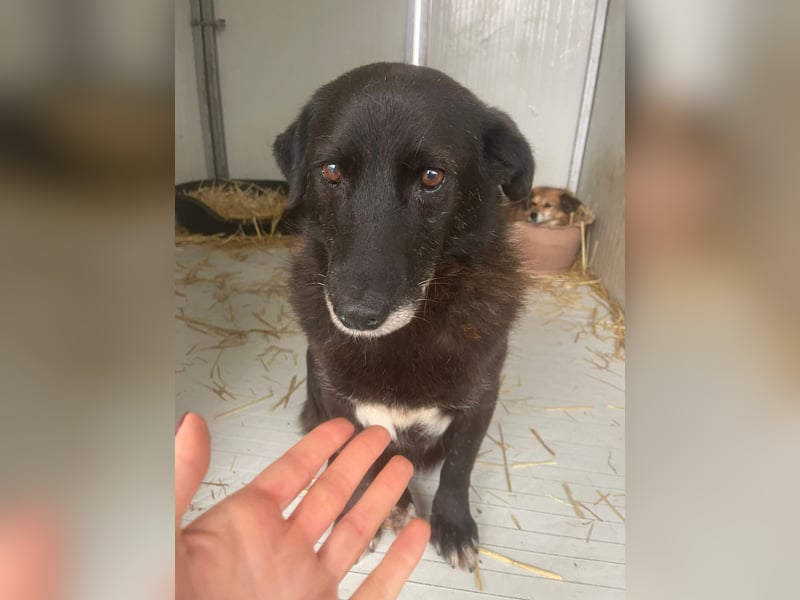 Moustache - perfekt für Familien oder Senioren