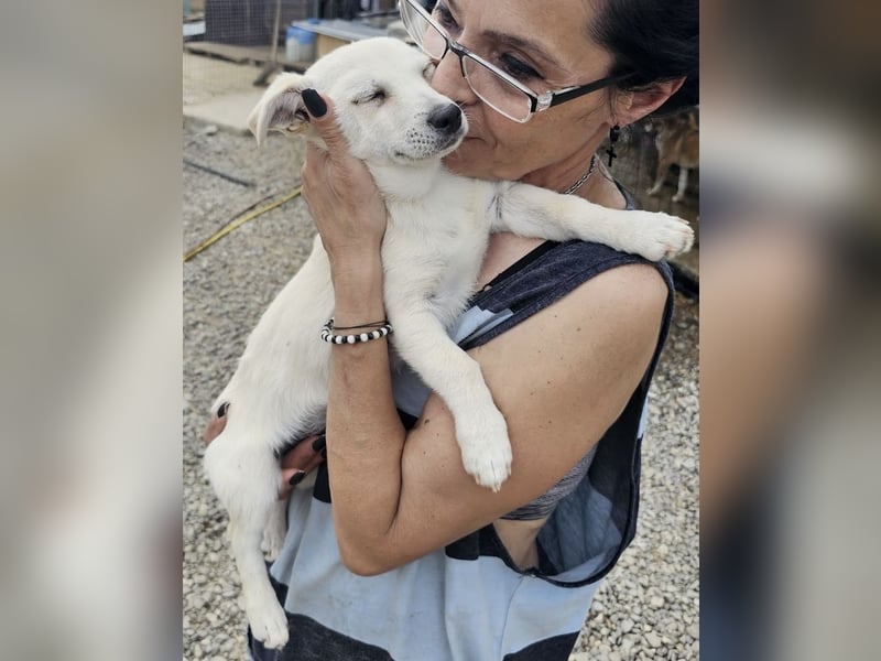 Kleiner Welpenbub sucht Familie