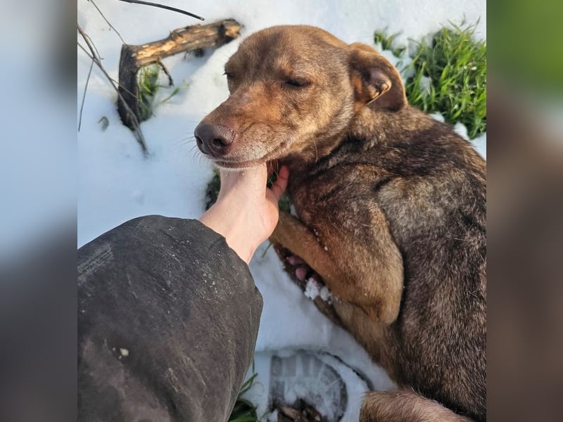 Welpenmädchen Sophie sucht liebevolle Familie