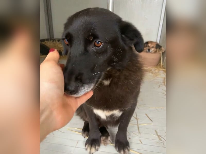 Moustache - perfekt für Familien oder Senioren
