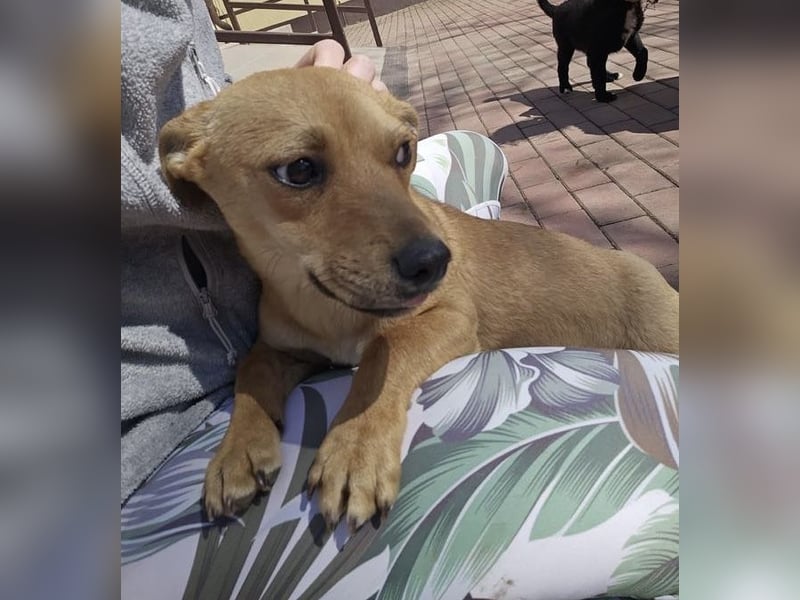Supersüßes, kleines Welpenmädchen Bonnie