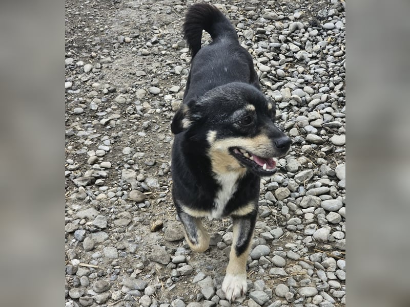 Kleine Hündin Bijou sucht Familie (D/LUX/CH)